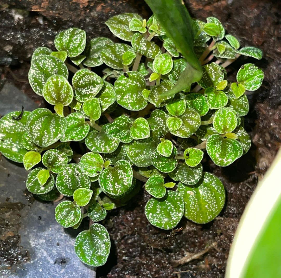 Peperomia antoniana