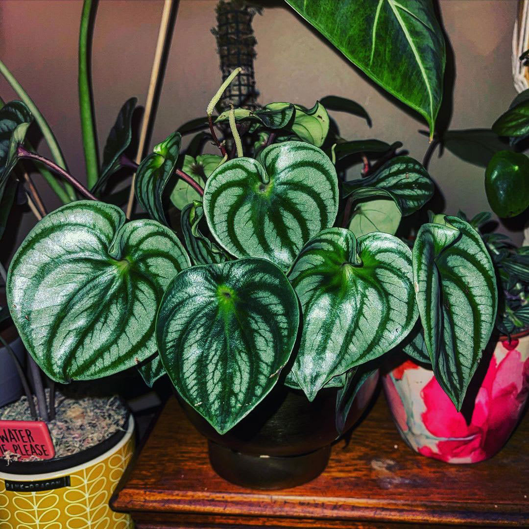 Peperomia argyreia 'Costa Rica'