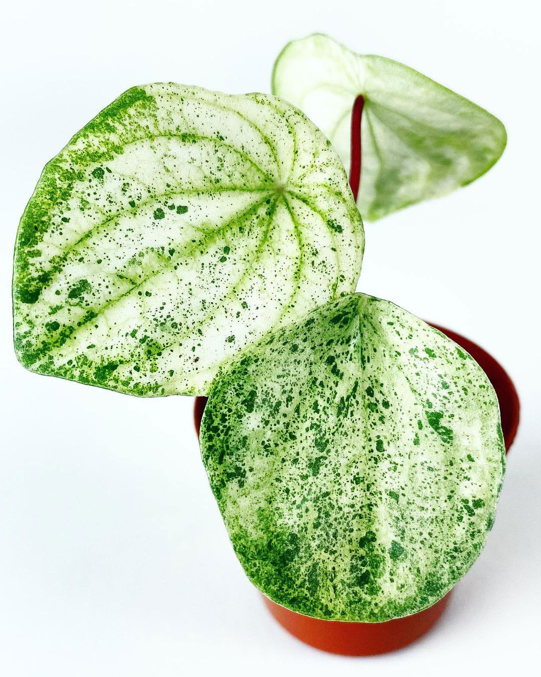 Peperomia argyreia 'Harmony’s Gold Dust Woman'