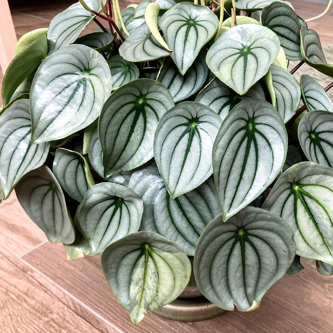 Peperomia argyreia 'Ice Queen'