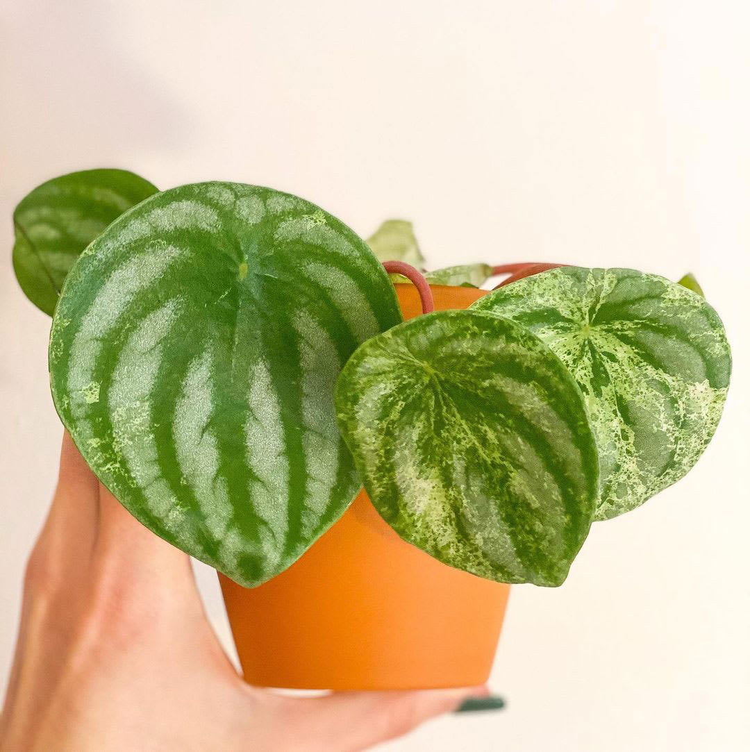 Peperomia argyreia 'Variegata'