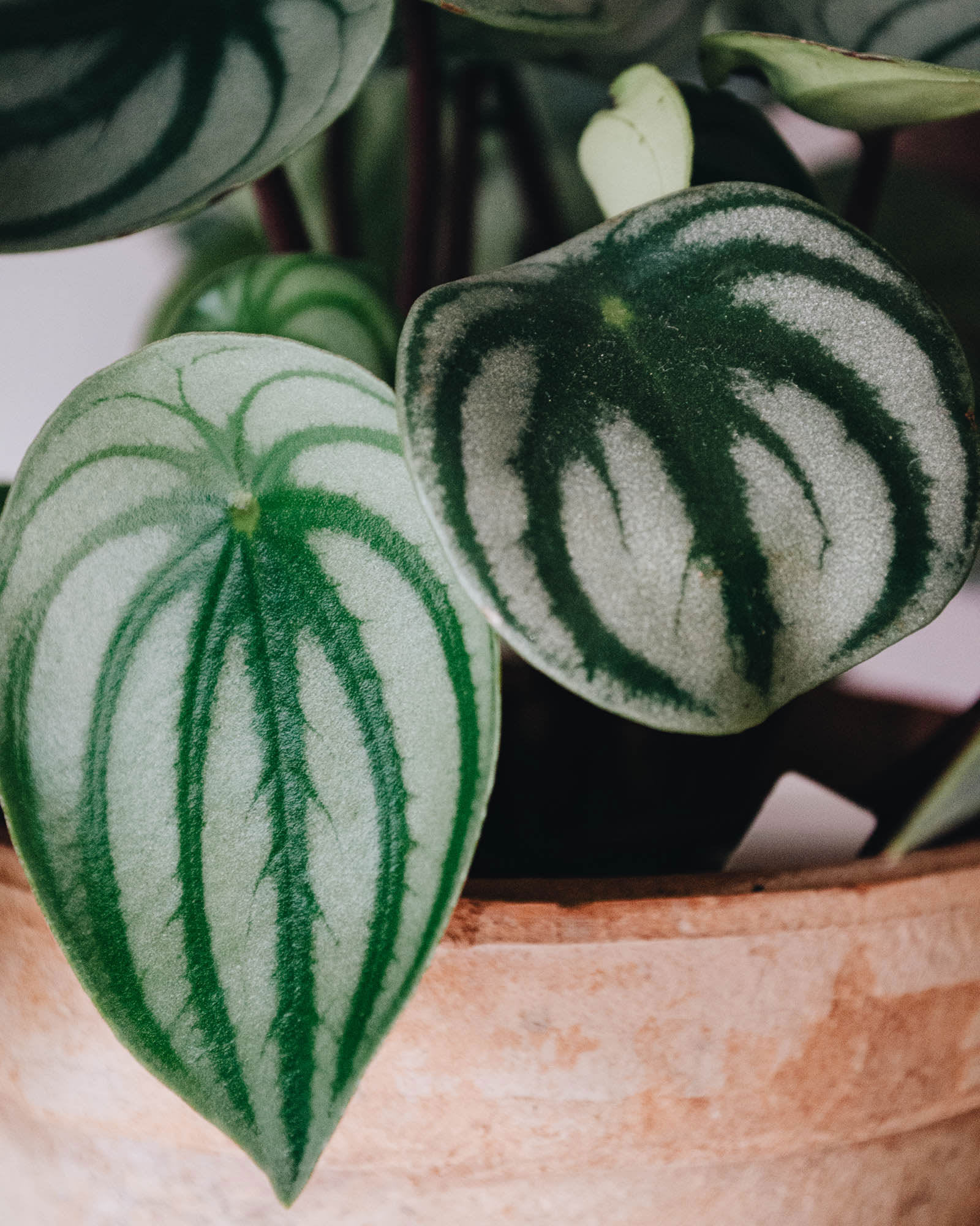 Peperomia argyreia