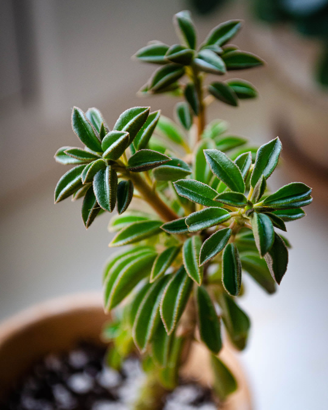 Peperomia asperula