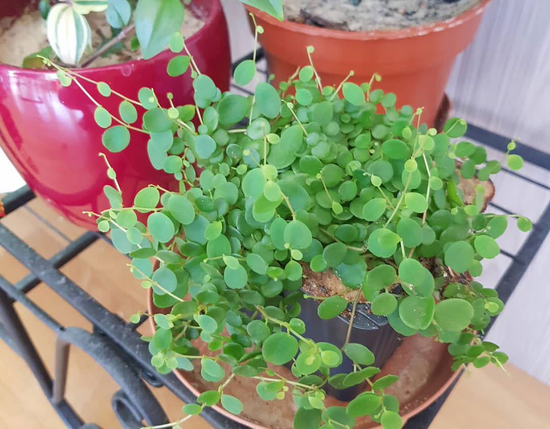 Peperomia bangroana
