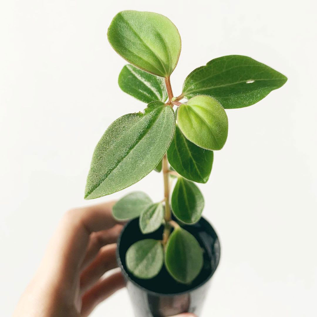 Peperomia blanda var. floribunda