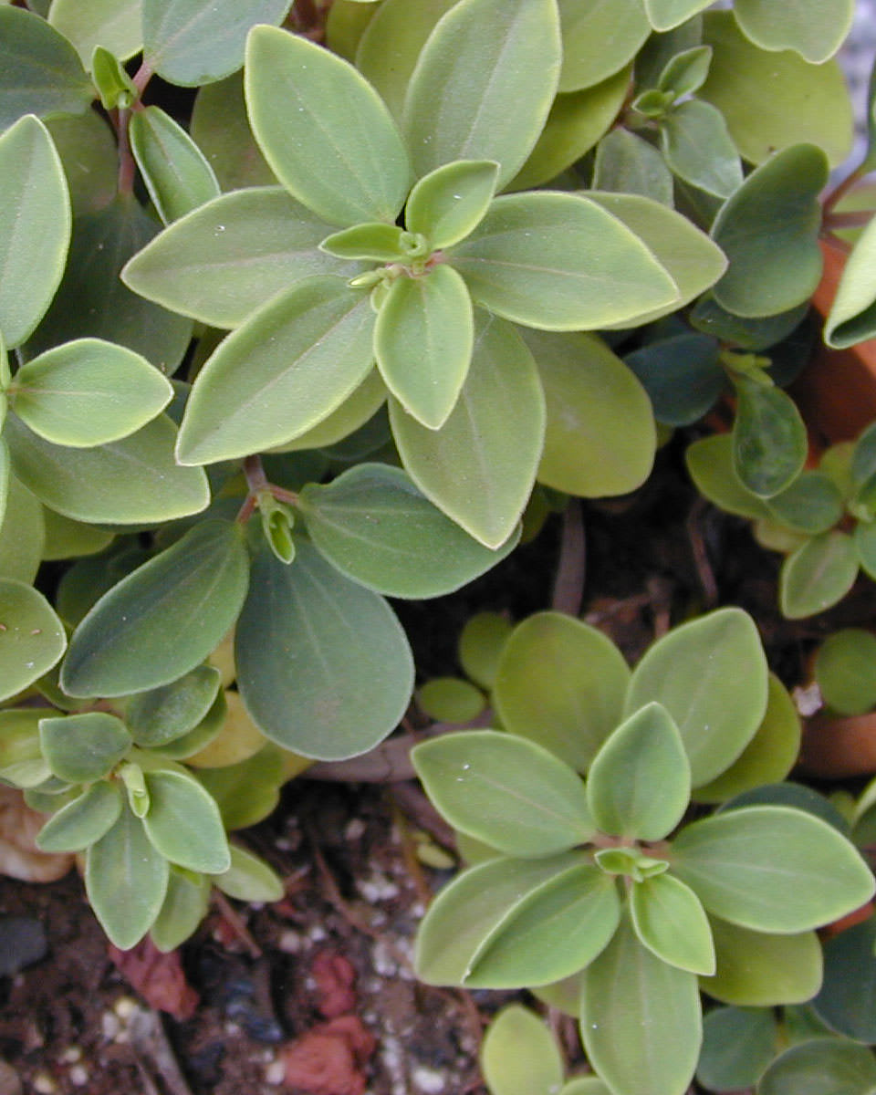 Peperomia blanda