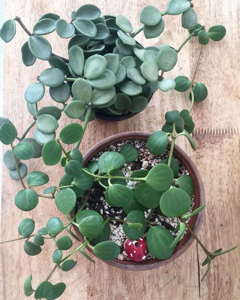 Peperomia boivinii