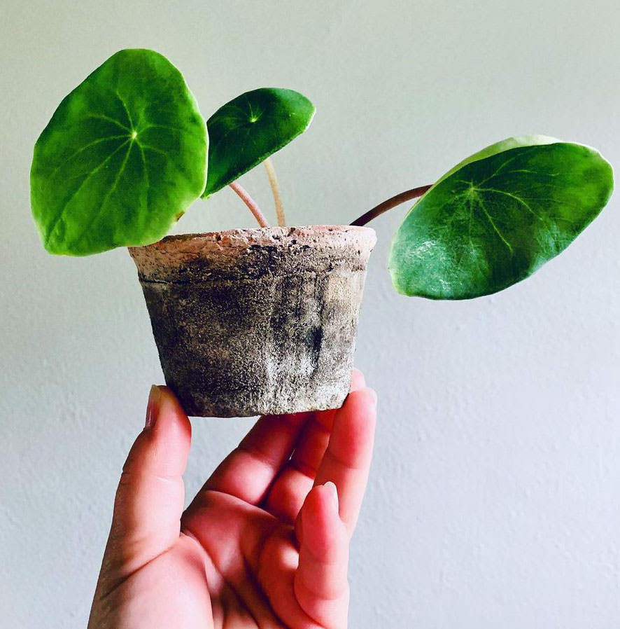 Peperomia bracteata