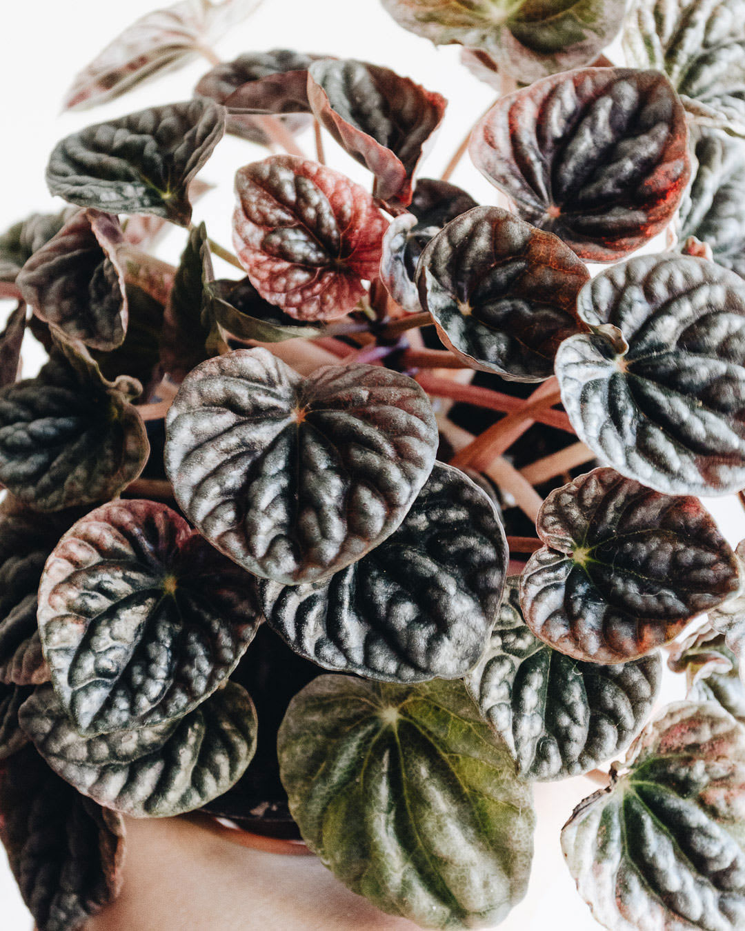 Peperomia caperata 'Abricos'
