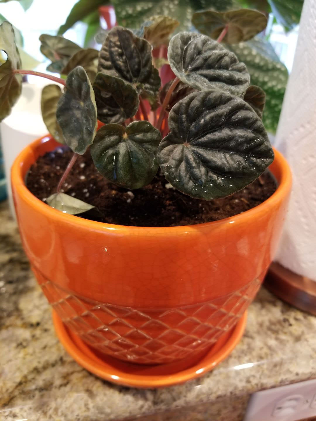 Peperomia caperata 'Black Ripple'