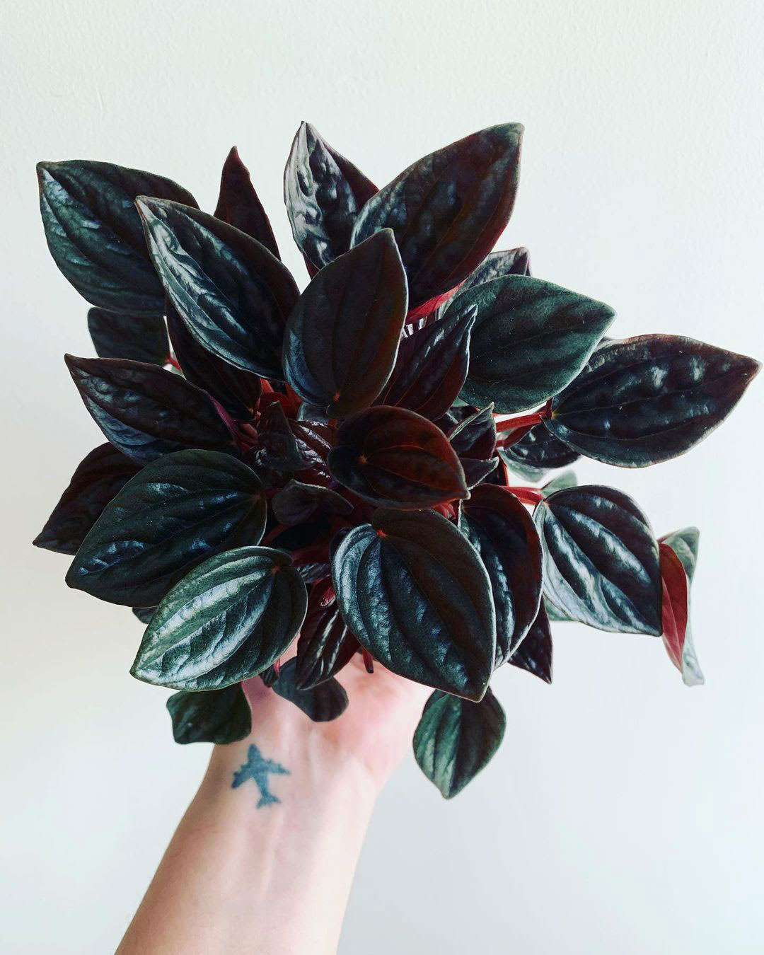 Peperomia caperata 'Brasilia'