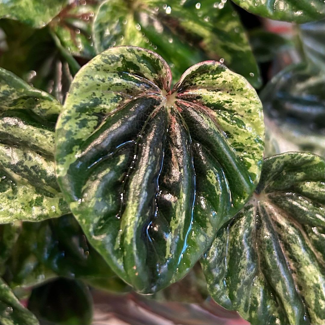 Peperomia caperata 'Buenos Aires'