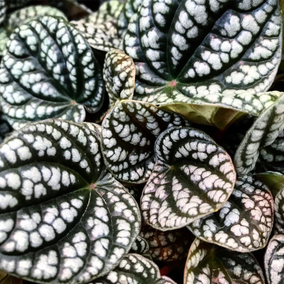 Peperomia caperata 'Burbella'