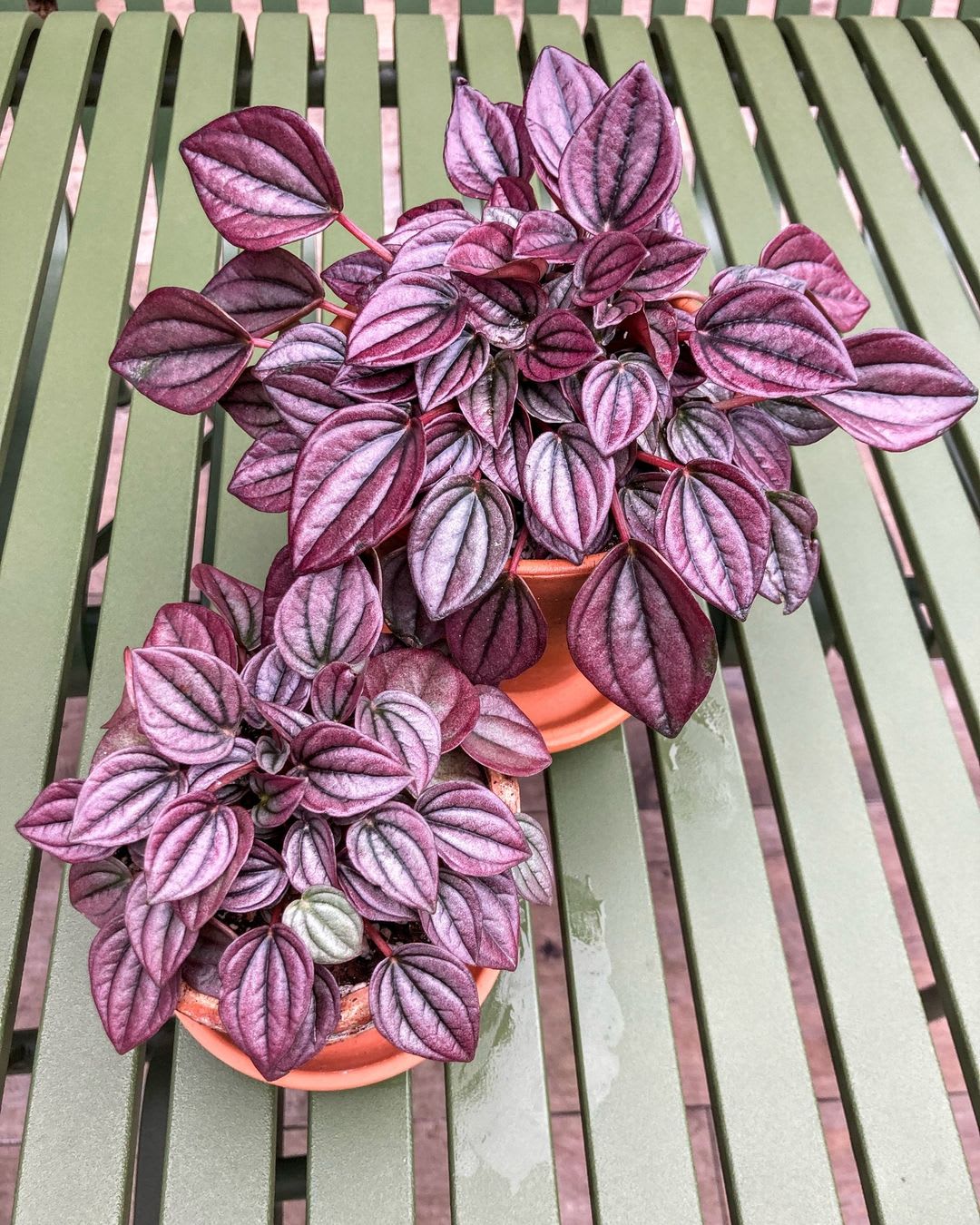 Peperomia caperata 'Cayenne'