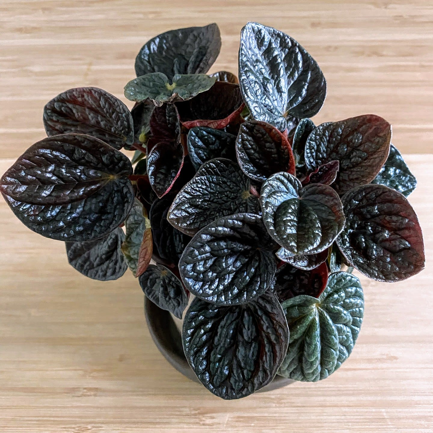 Peperomia caperata 'Chocolate'