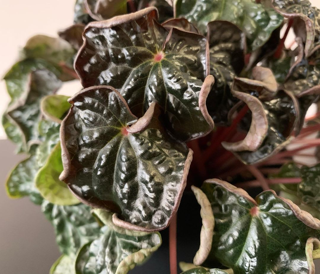 Peperomia caperata ‘Harmony’s Midnight Wave’