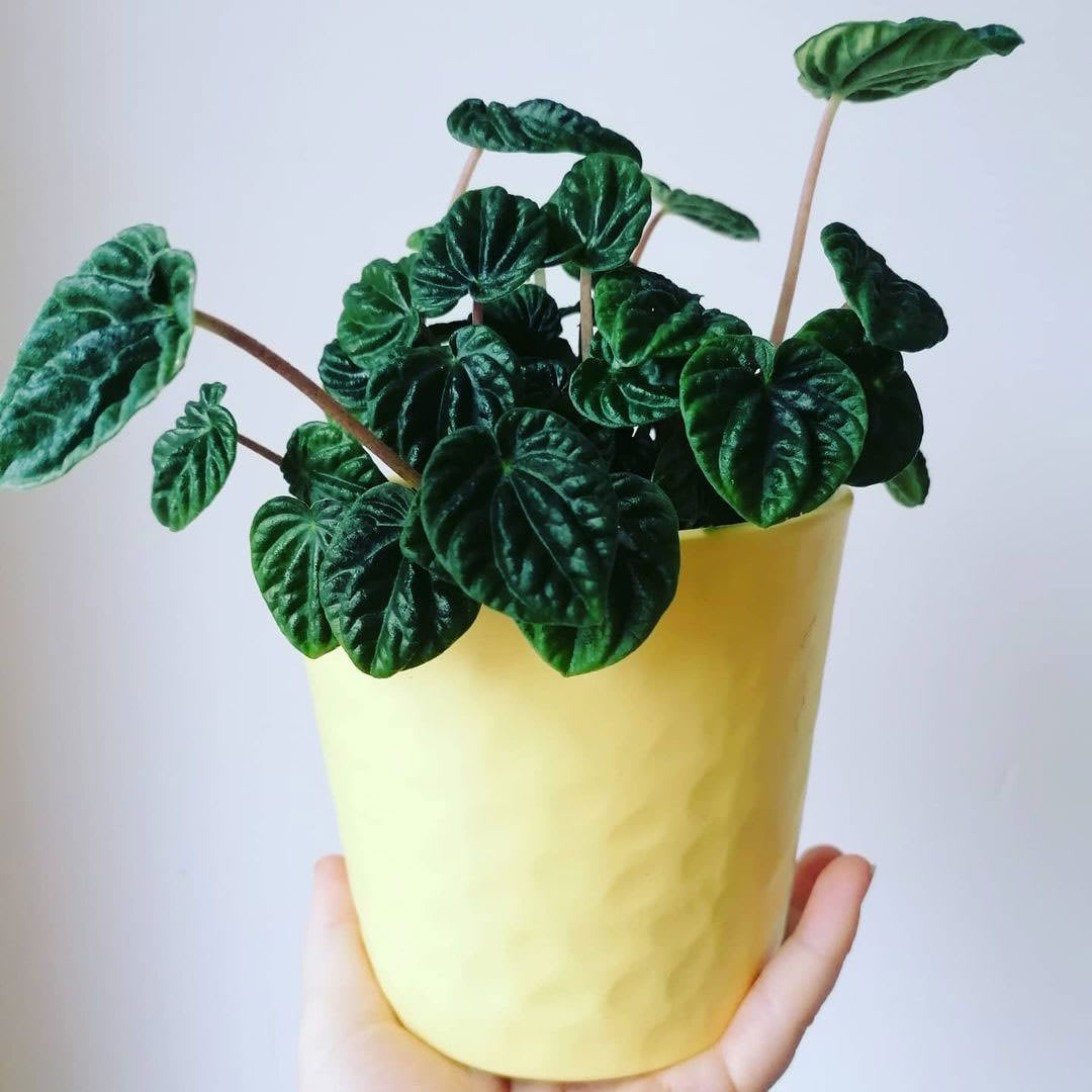Peperomia caperata 'Lilian'