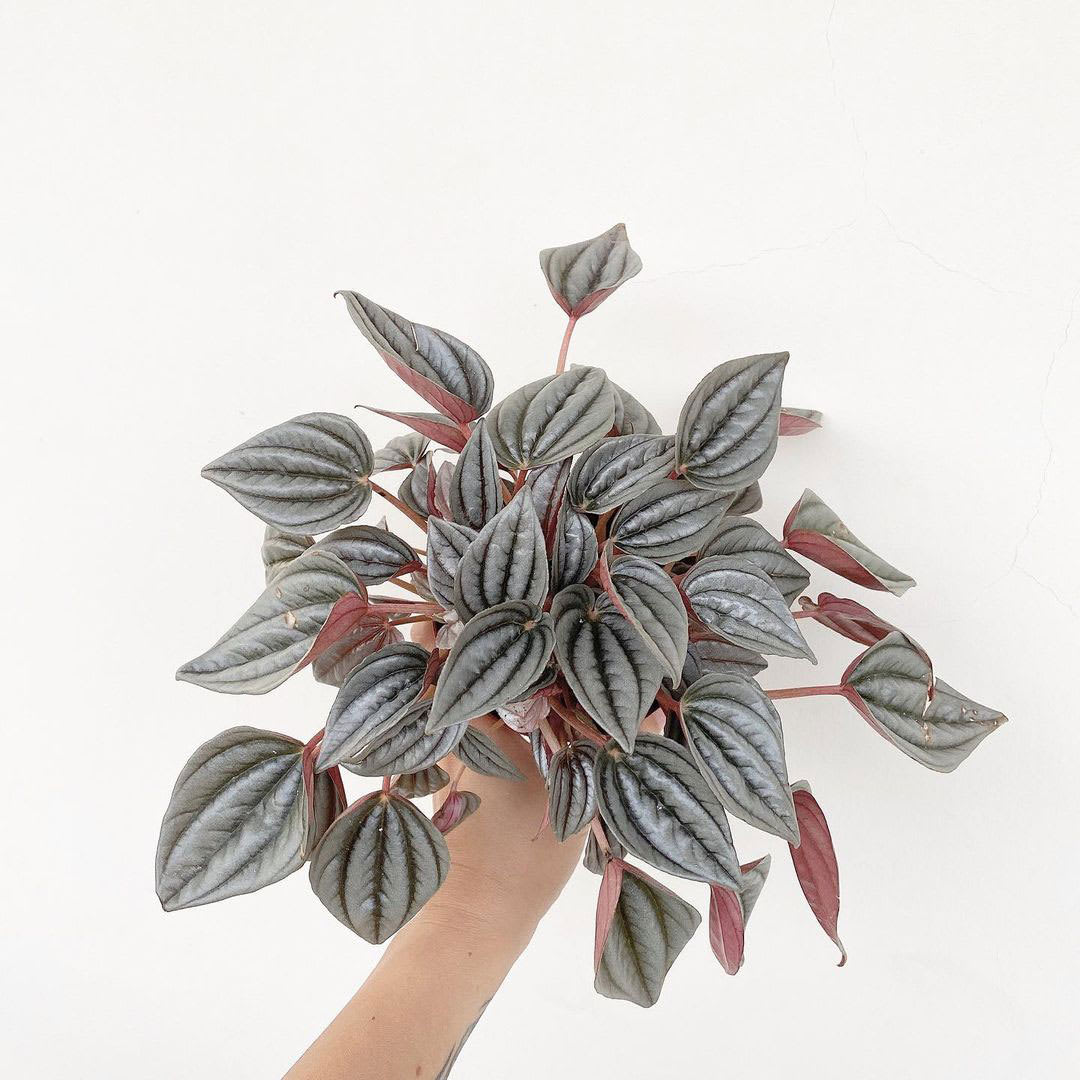 Peperomia caperata 'Mendoza'