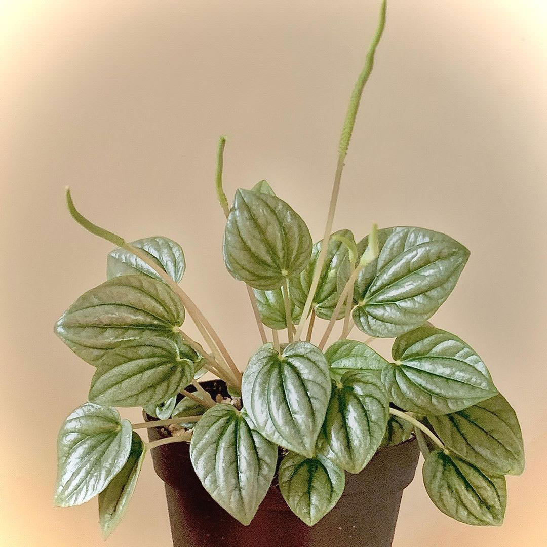 Peperomia caperata 'Moonlight'