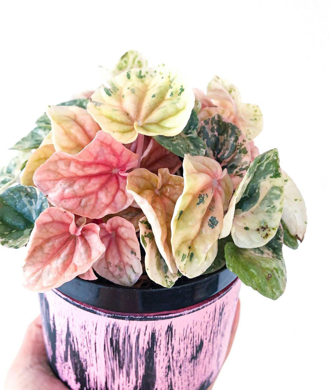 Peperomia caperata 'Pink Lady Variegata'