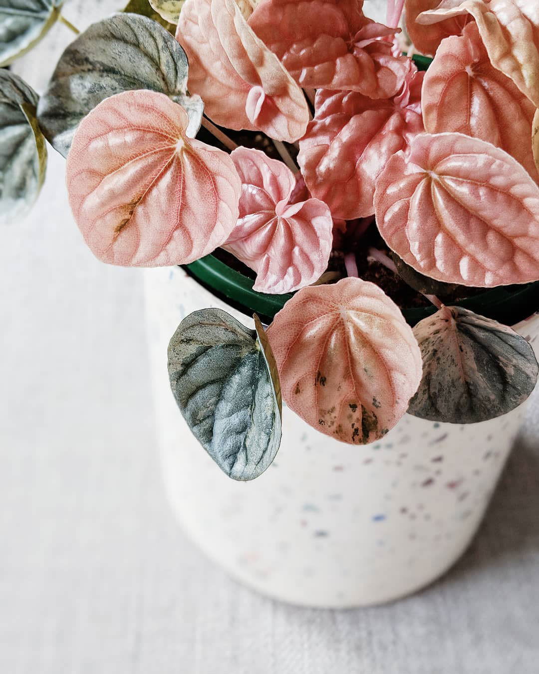 Peperomia caperata 'Pink Lady'