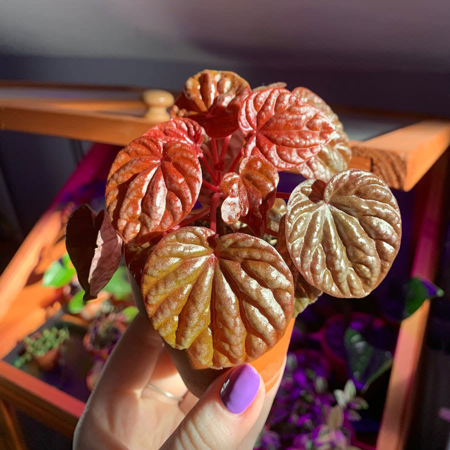 Peperomia caperata 'Quito'