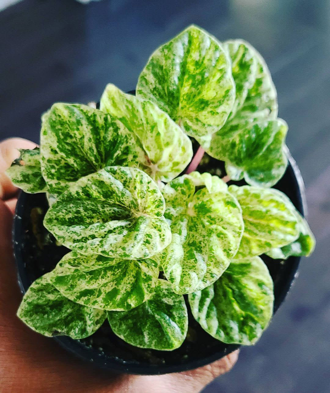 Peperomia caperata ‘Ripple Variegata’