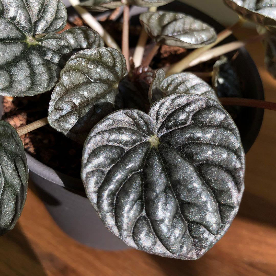 Peperomia caperata 'Silver Ripple'