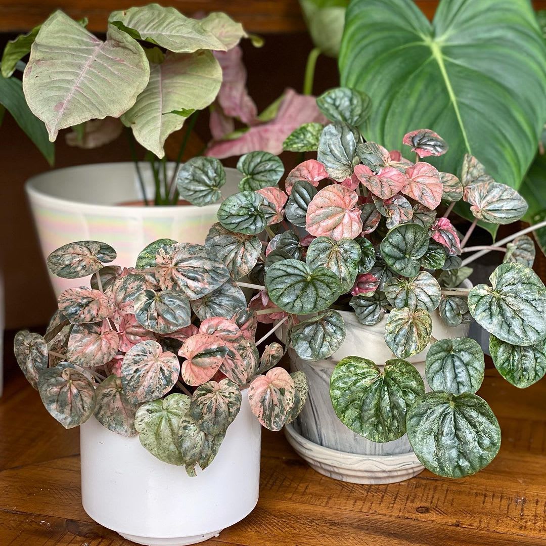 Peperomia caperata 'Steve’s Leaves Chameleon'
