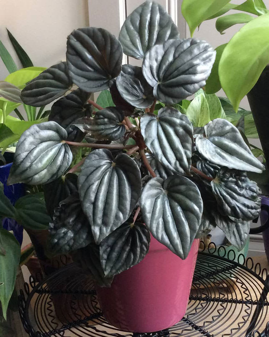 Peperomia caperata 'Teresa'