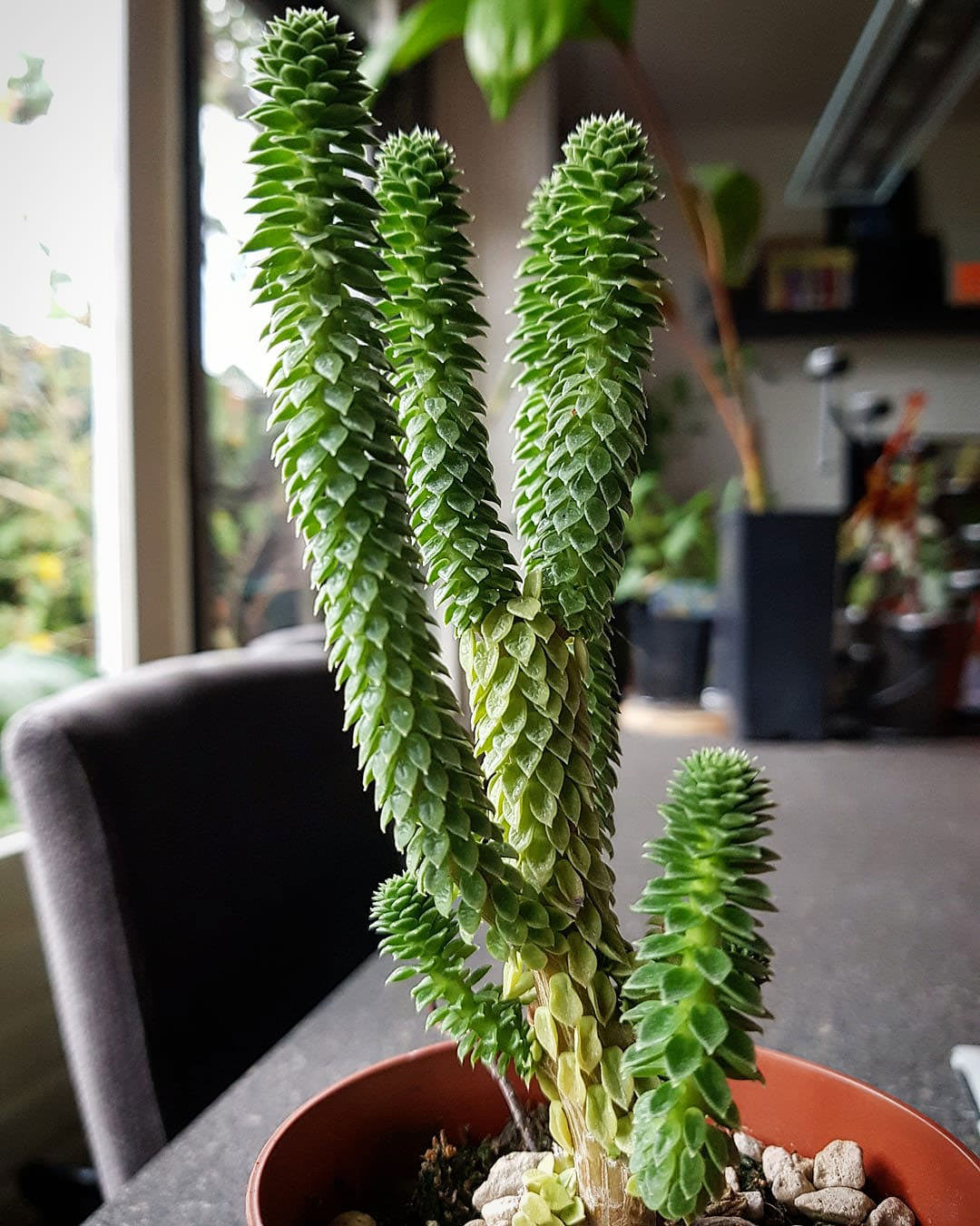 Peperomia cereoides