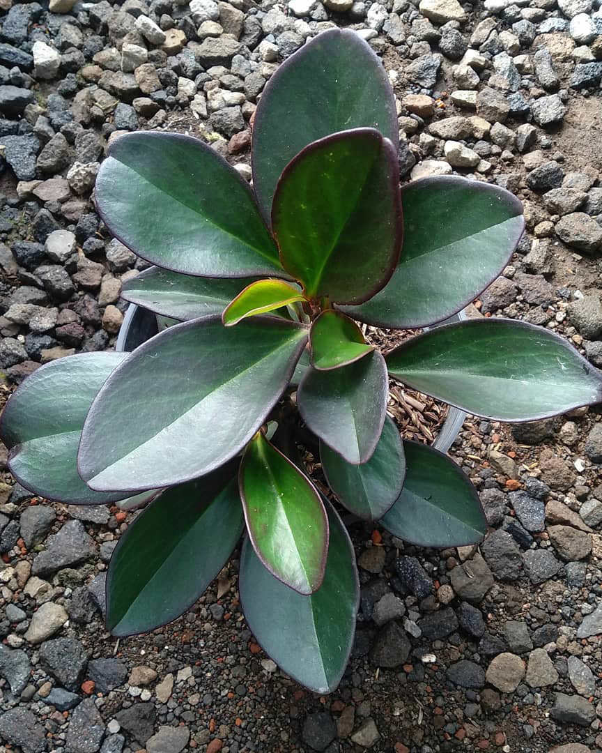 Peperomia clusiifolia 'Black Knight'
