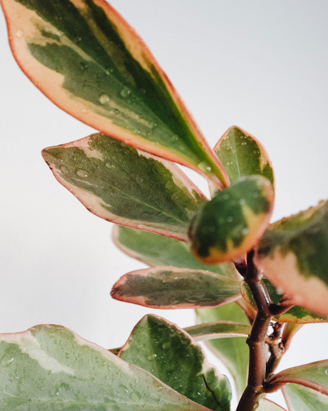 Peperomia clusiifolia 'Tricolor'