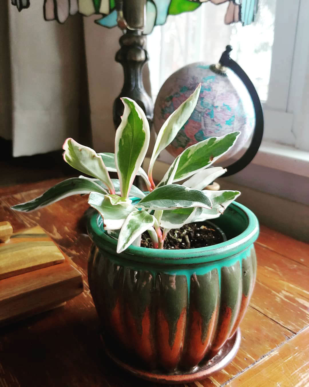 Peperomia clusiifolia 'Variegata'