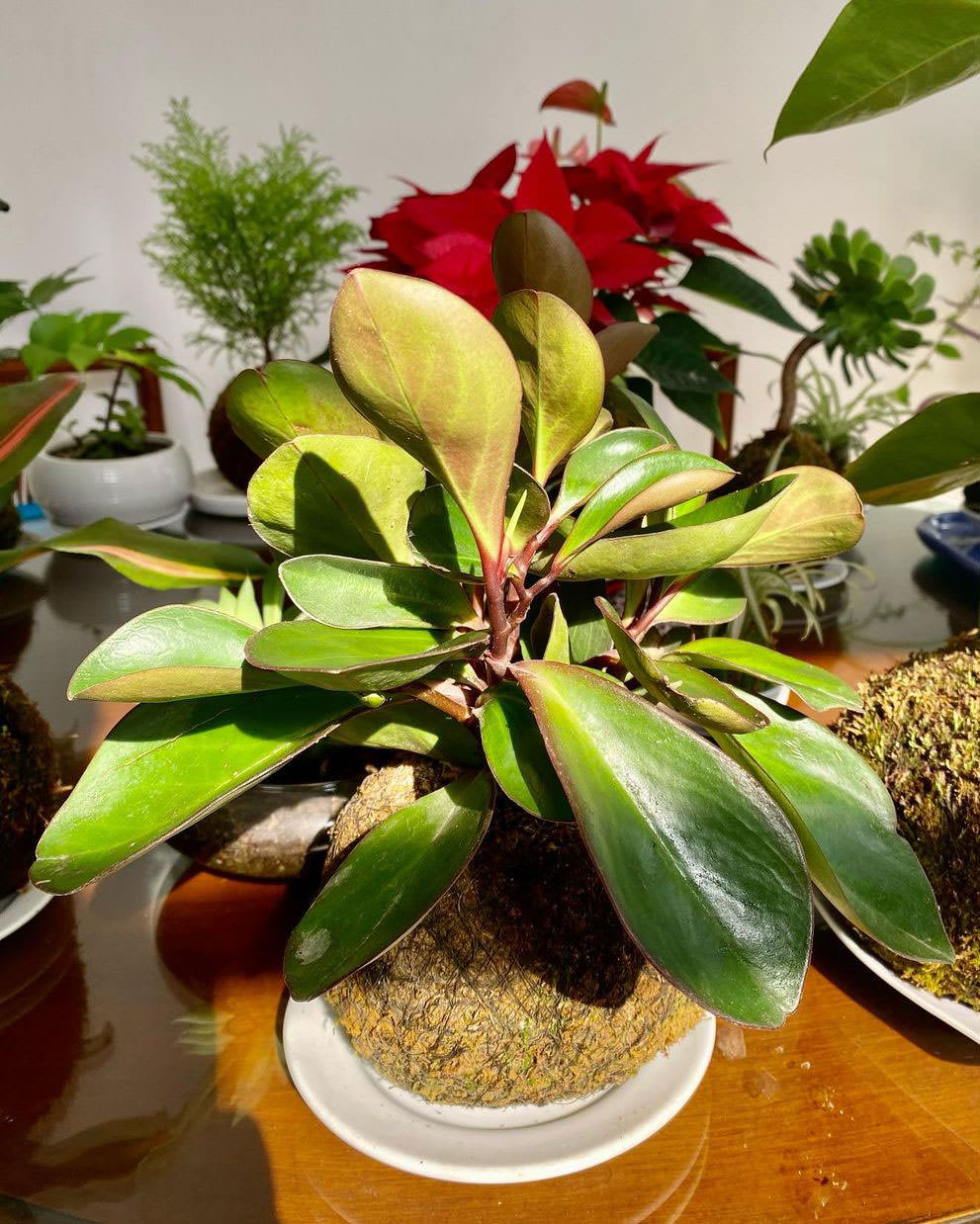 Peperomia clusiifolia