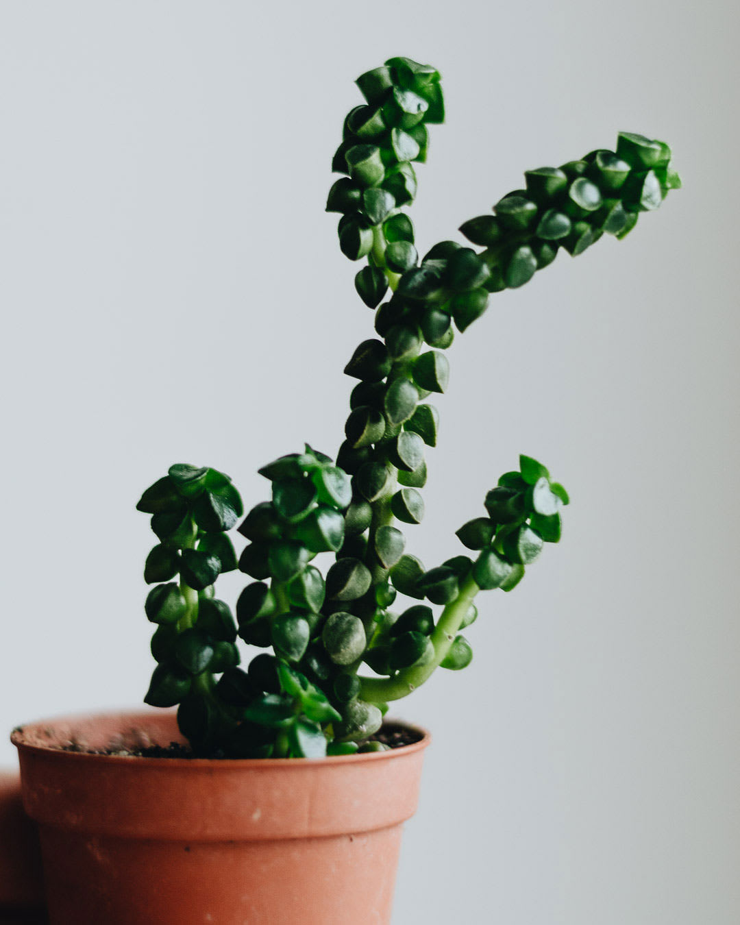 Peperomia columella