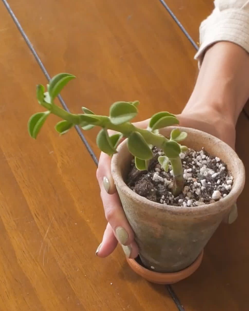 Peperomia congesta