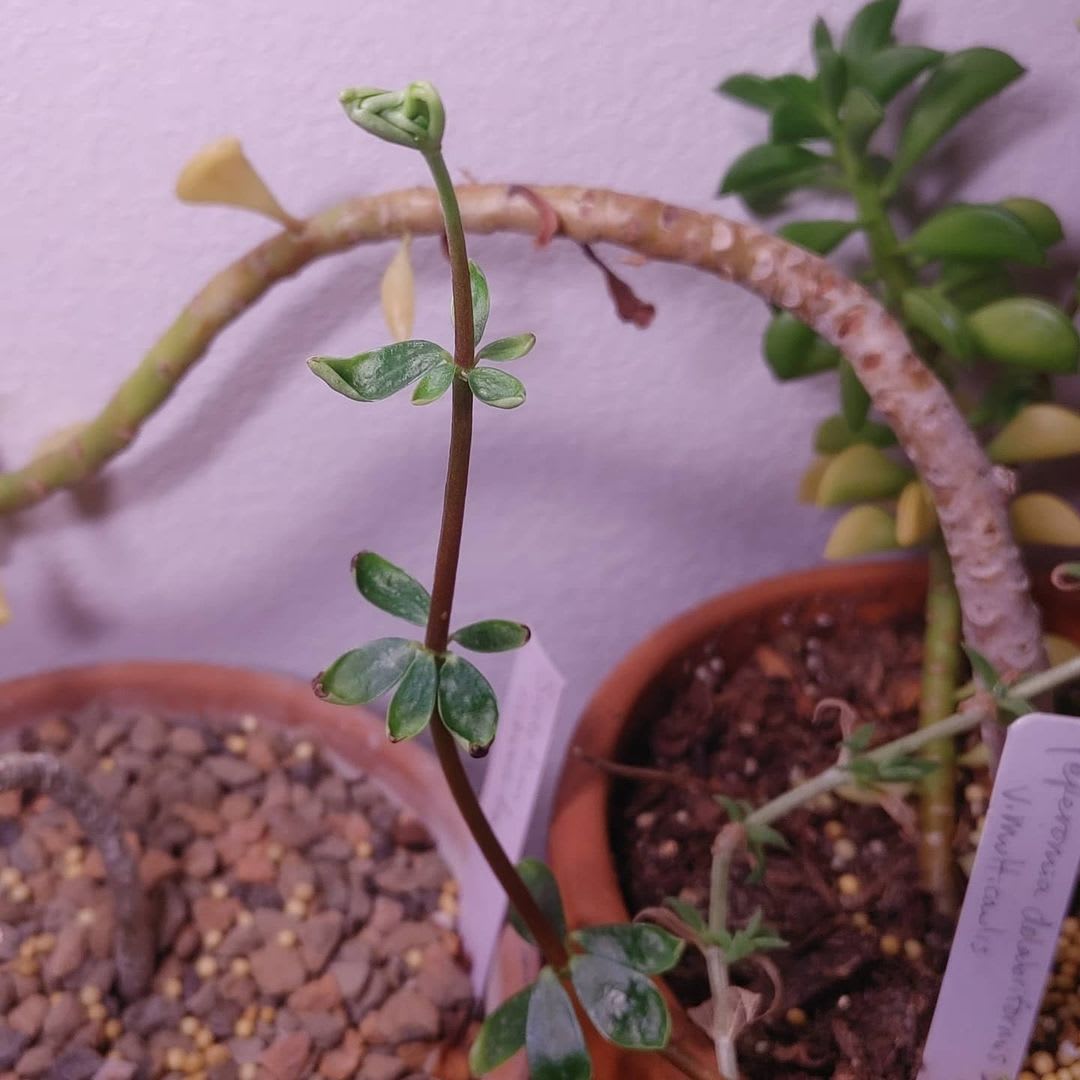 Peperomia congona