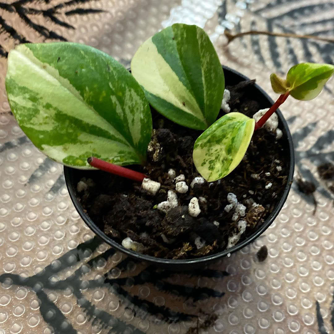 Peperomia cubensis 'Variegata'