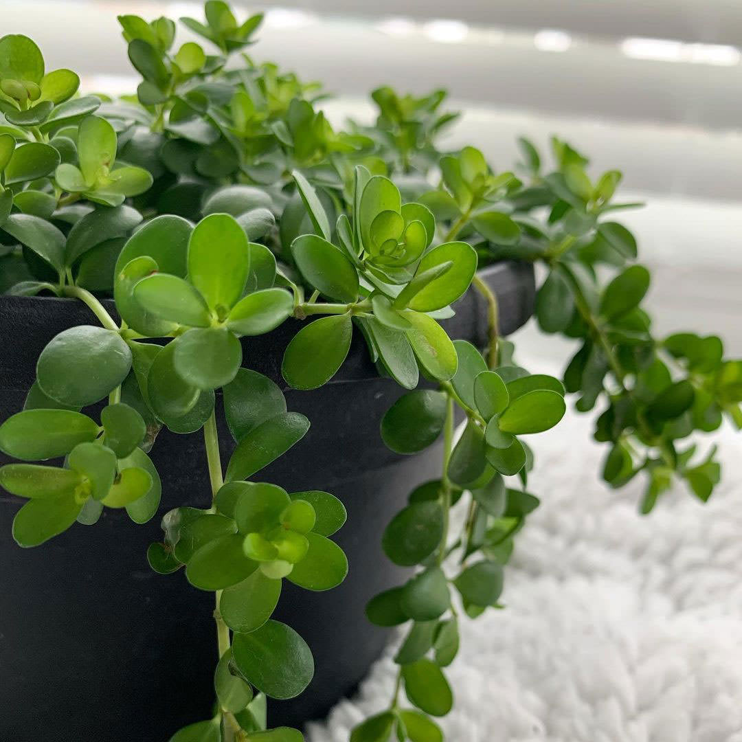 Peperomia deppeana