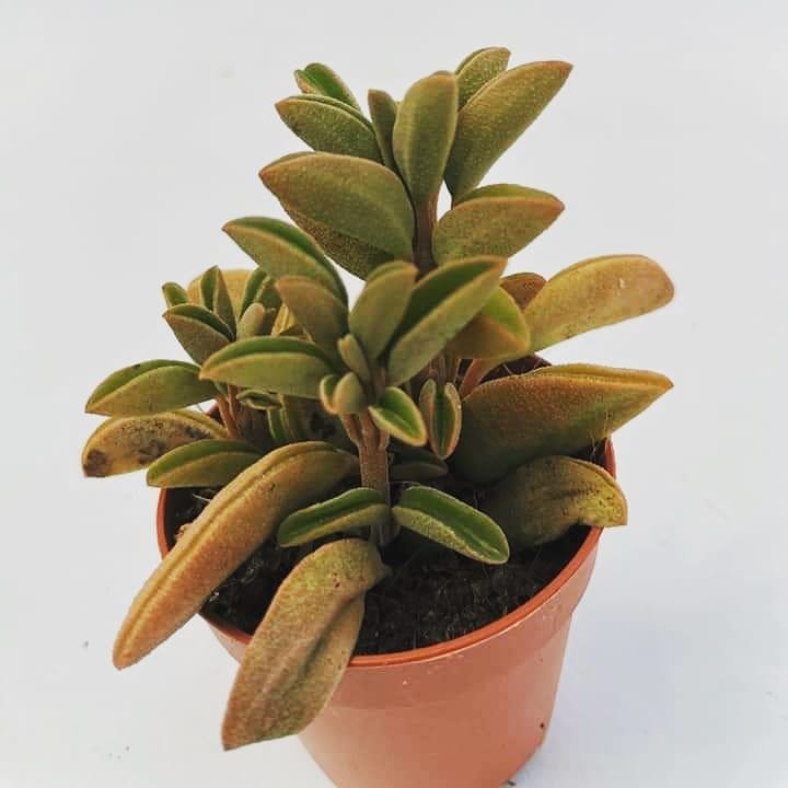 Peperomia dolabriformis var. glaucescens