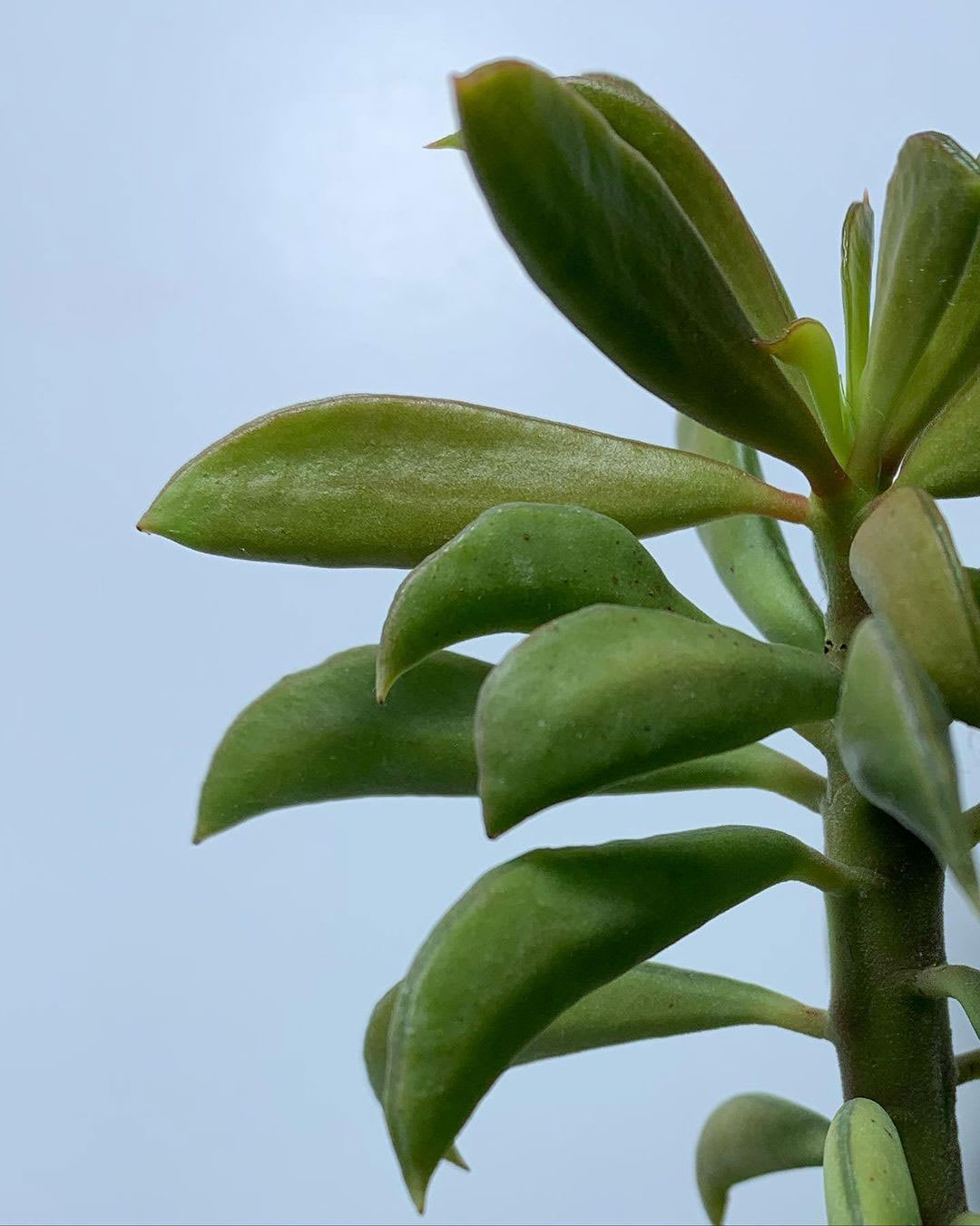 Peperomia dolabriformis var. lombardii