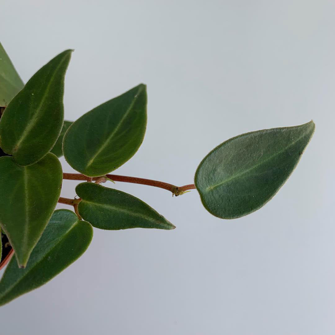 Peperomia eburnea