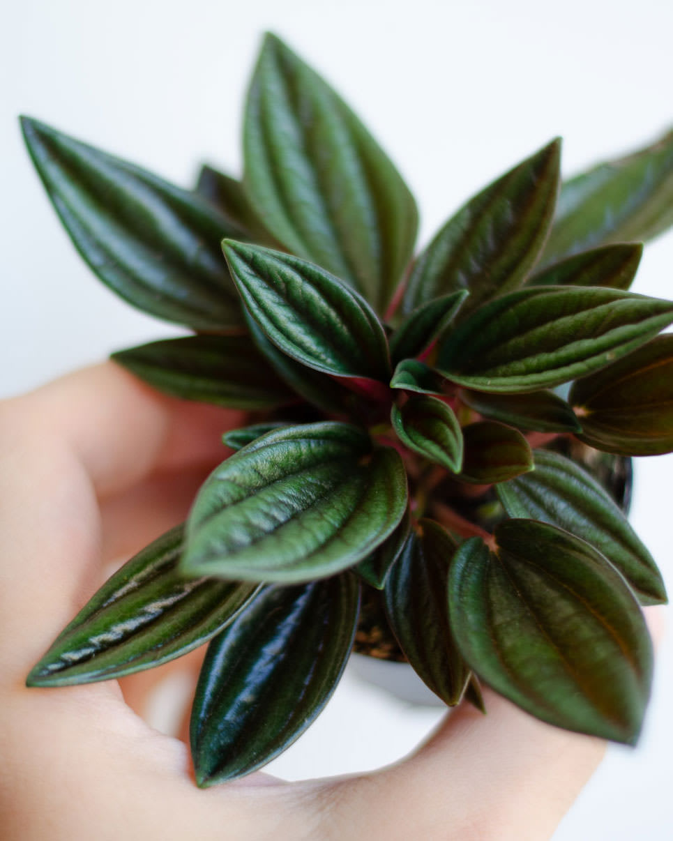 Peperomia × Eden Rosso