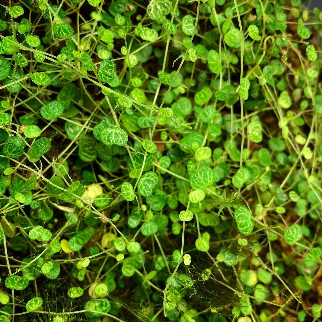 Peperomia emarginella