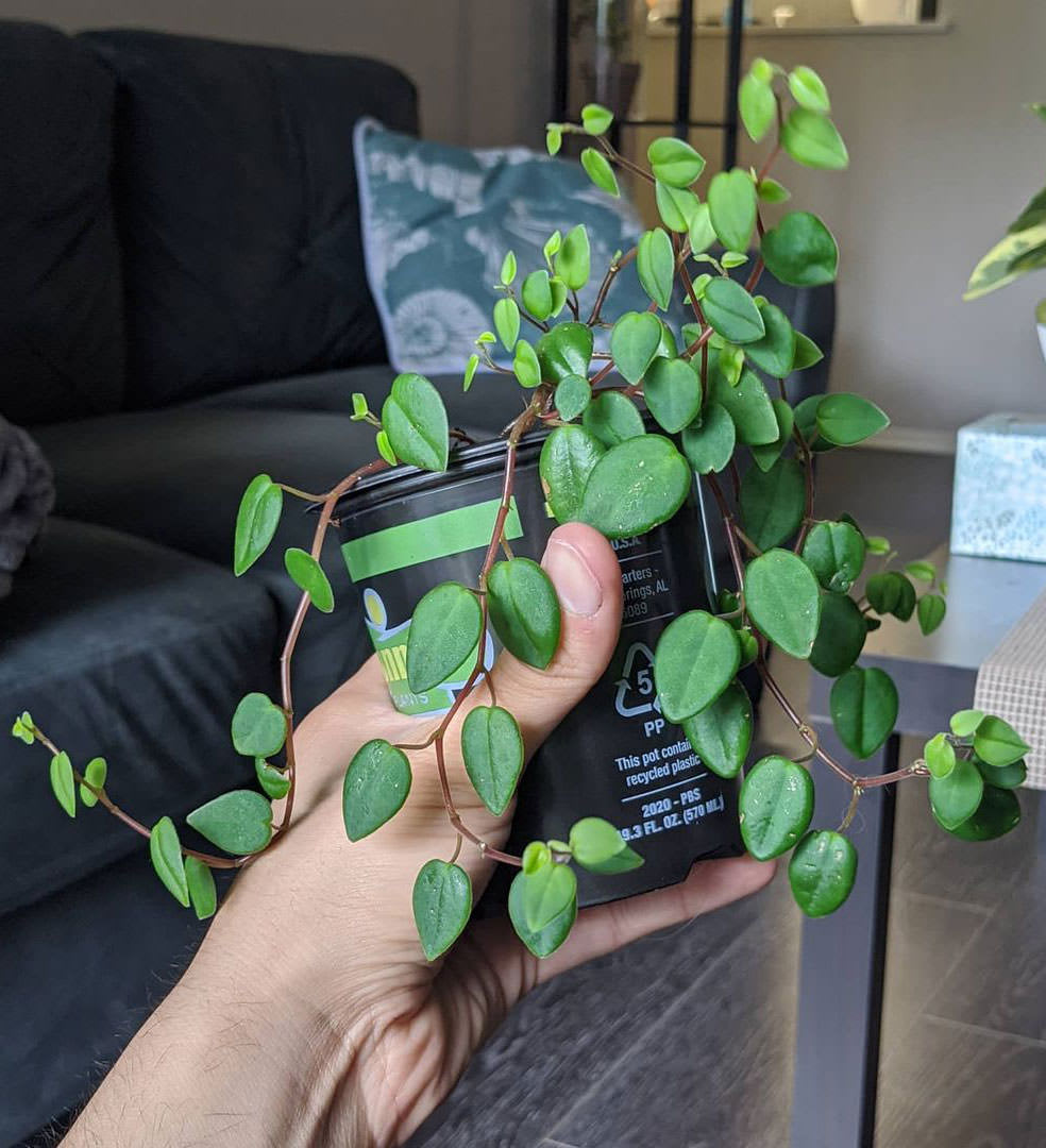 Peperomia fagerlindii