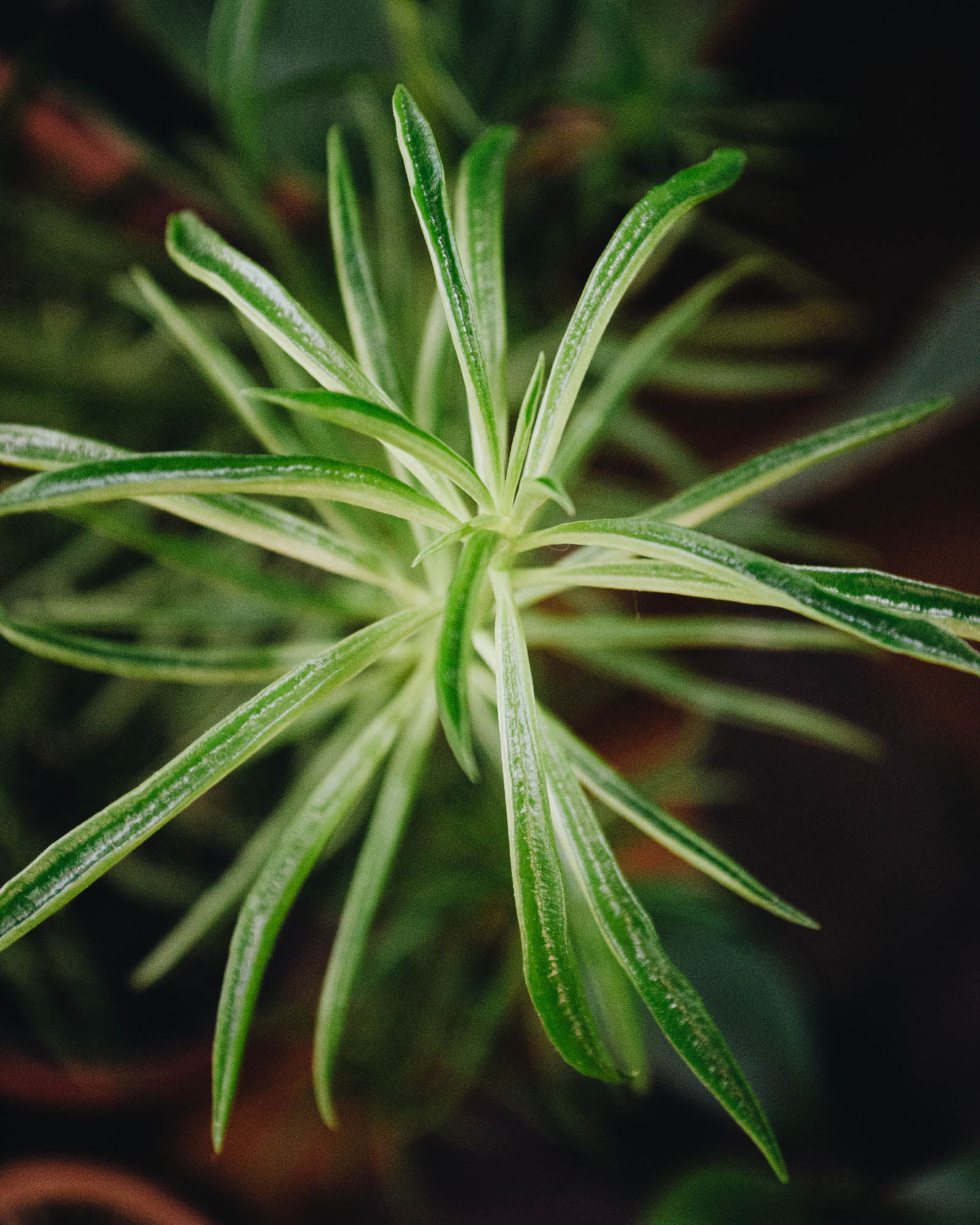 Peperomia ferreyrae