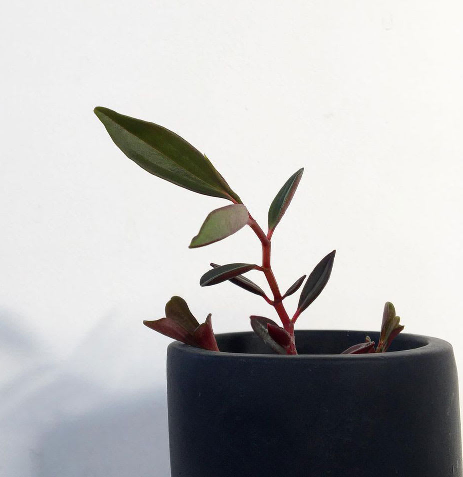 Peperomia flexicaulis