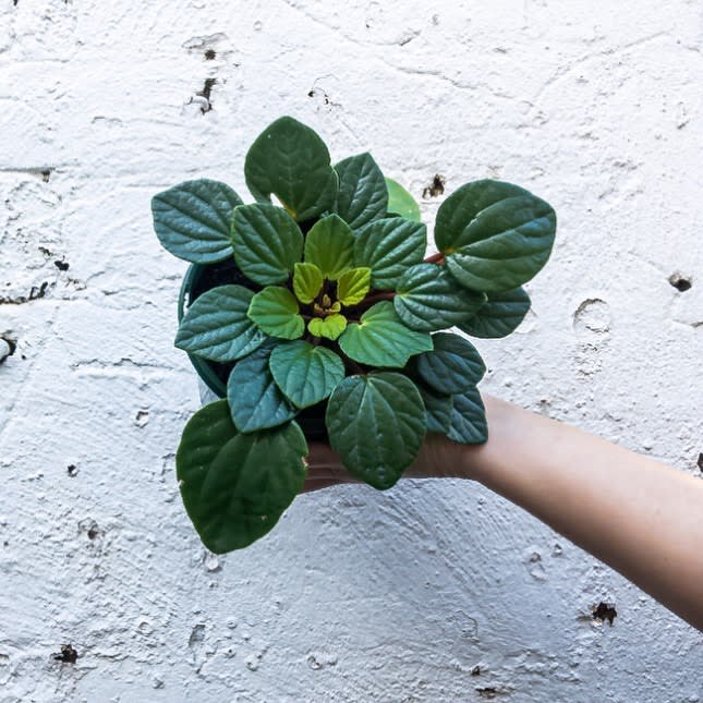 Peperomia fraseri