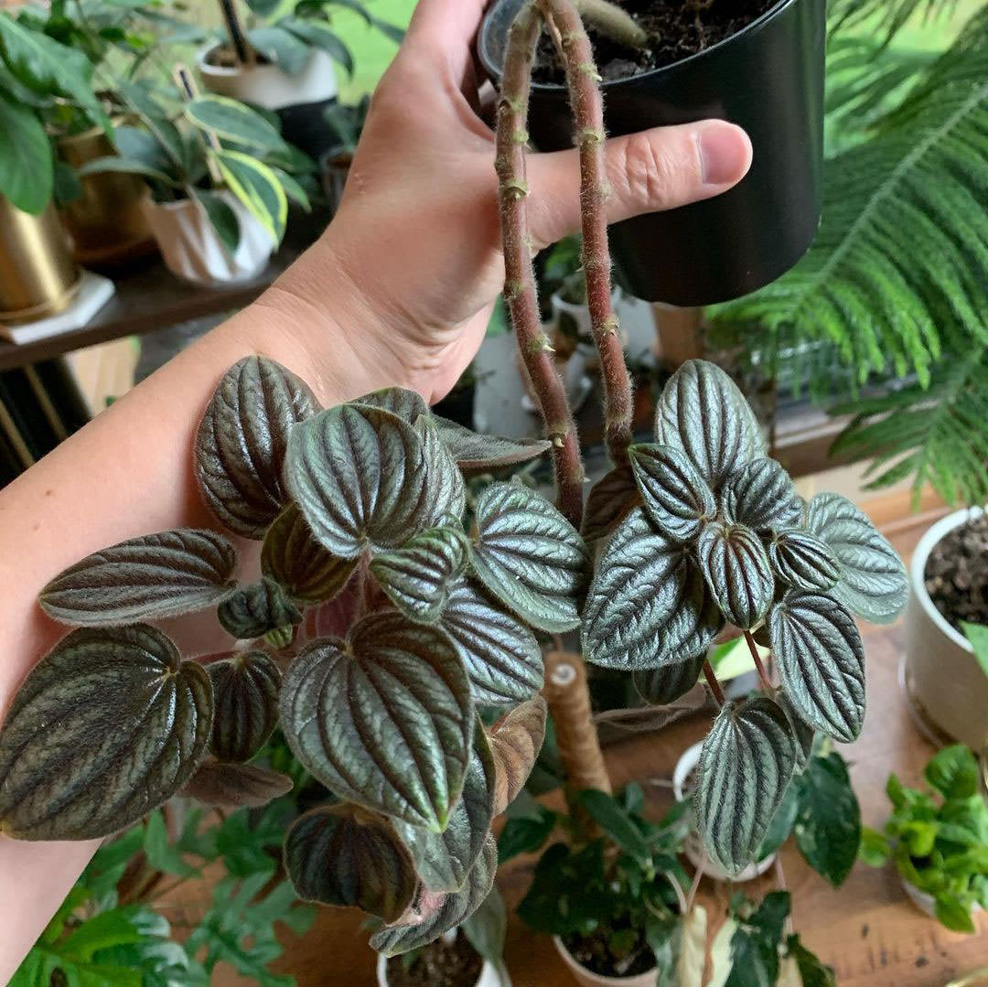 Peperomia 'Fuzzy Mistery'